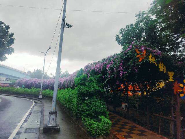 2025年11月18日蒜香藤花況