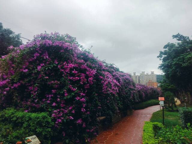 2025年11月18日蒜香藤花況