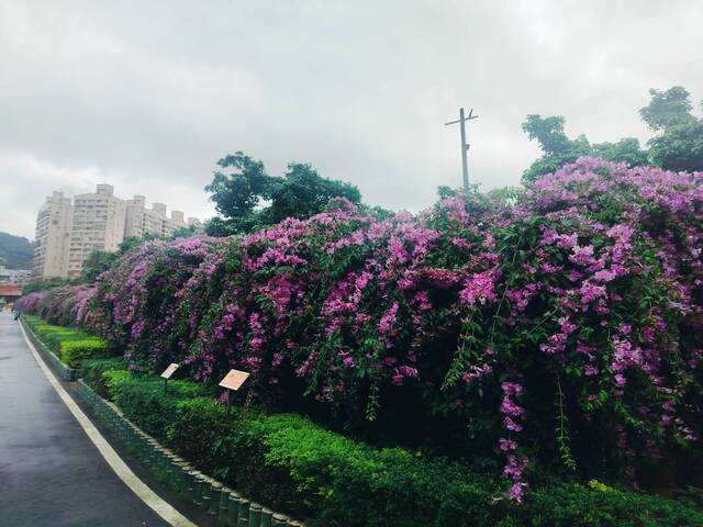 2025年11月18日蒜香藤花況