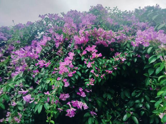 2025年11月18日蒜香藤花況