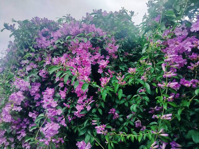 2025年11月18日蒜香藤花況