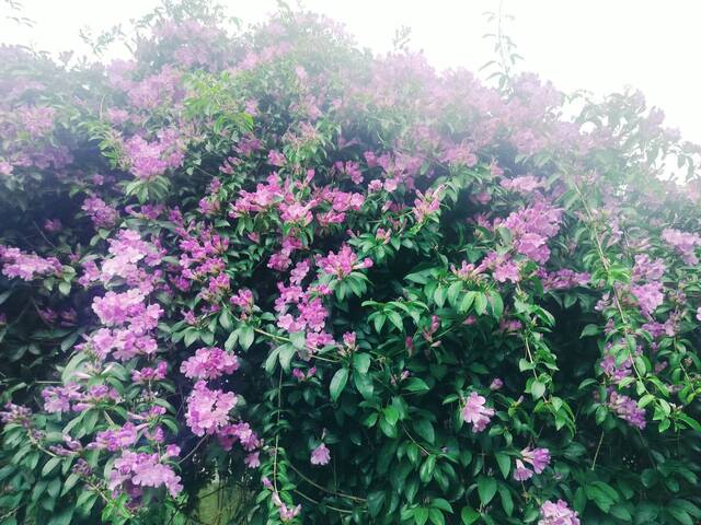 2025年11月18日蒜香藤花況