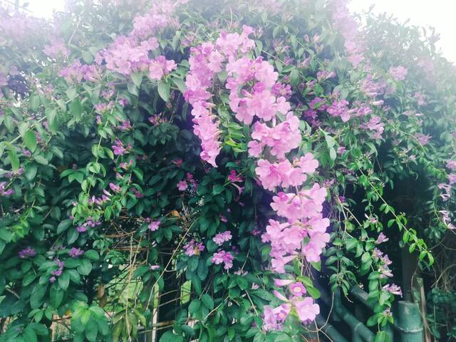 2025年11月18日蒜香藤花況