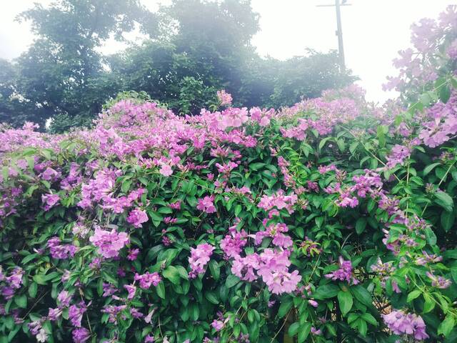 2025年11月18日蒜香藤花況