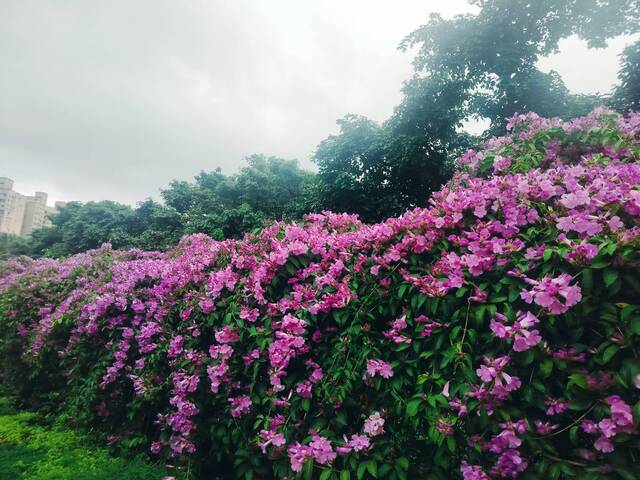 2025年11月18日蒜香藤花況