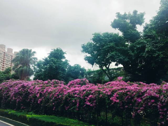 2025年11月18日蒜香藤花況