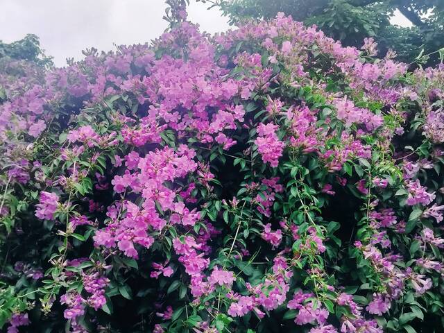 2025年11月18日蒜香藤花況