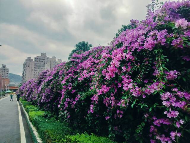 2025年11月19日蒜香藤花況