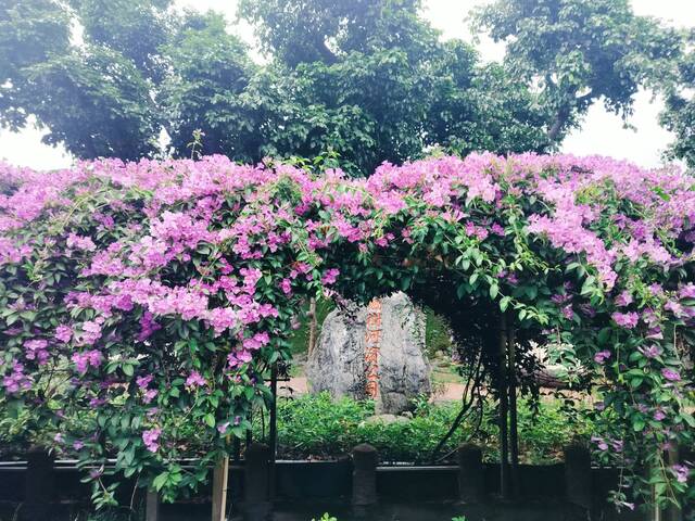 2025年11月19日蒜香藤花況