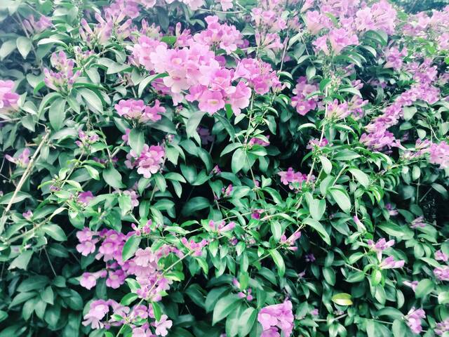 2025年11月19日蒜香藤花況