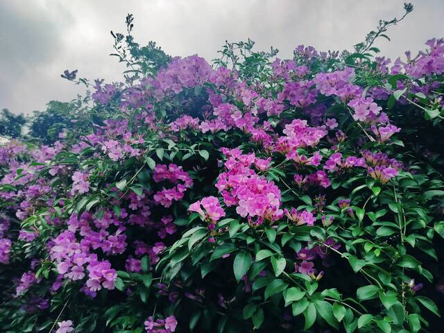 2025年11月19日蒜香藤花況