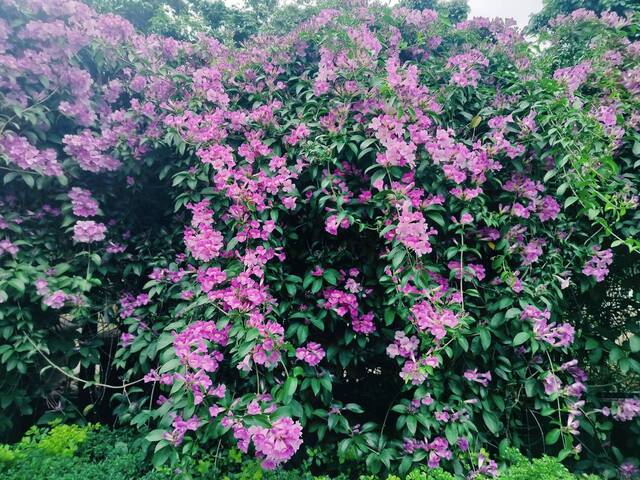 2025年11月19日蒜香藤花況