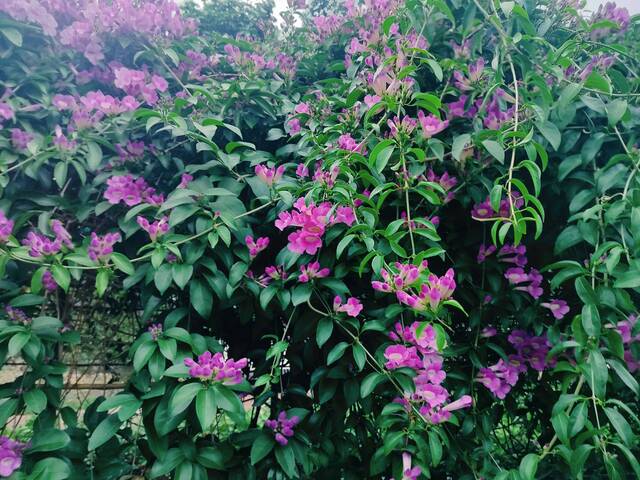 2025年11月19日蒜香藤花況