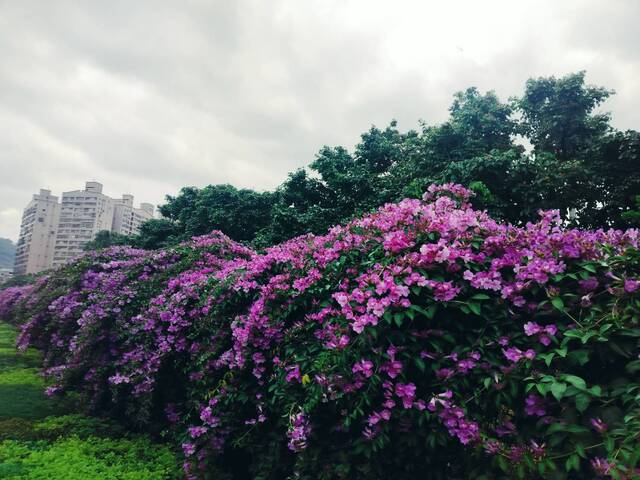 2025年11月19日蒜香藤花況