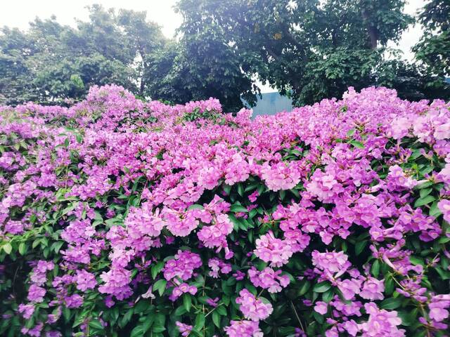 2025年11月19日蒜香藤花況