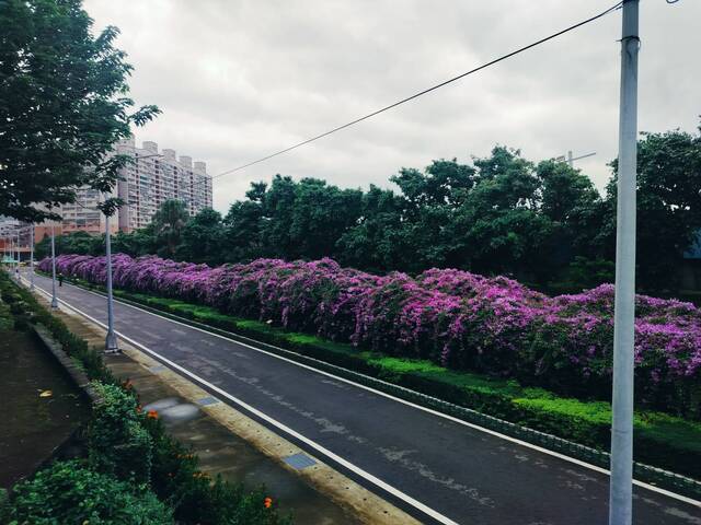 2025年11月19日蒜香藤花況