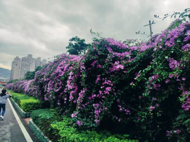 2025年11月19日蒜香藤花況