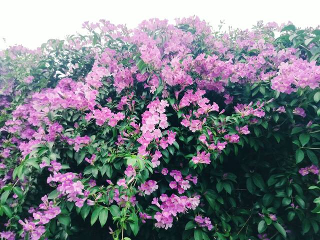 2025年11月19日蒜香藤花況