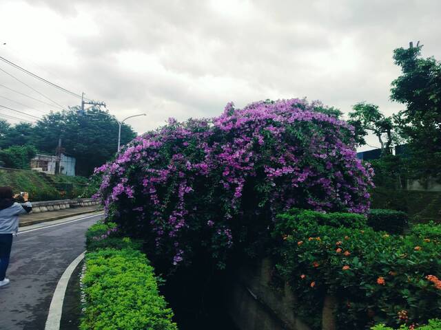 2025年11月19日蒜香藤花況