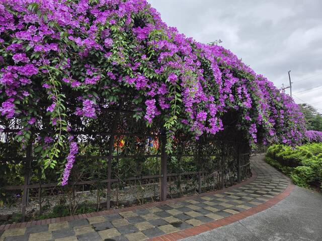 2025年11月19日蒜香藤花況