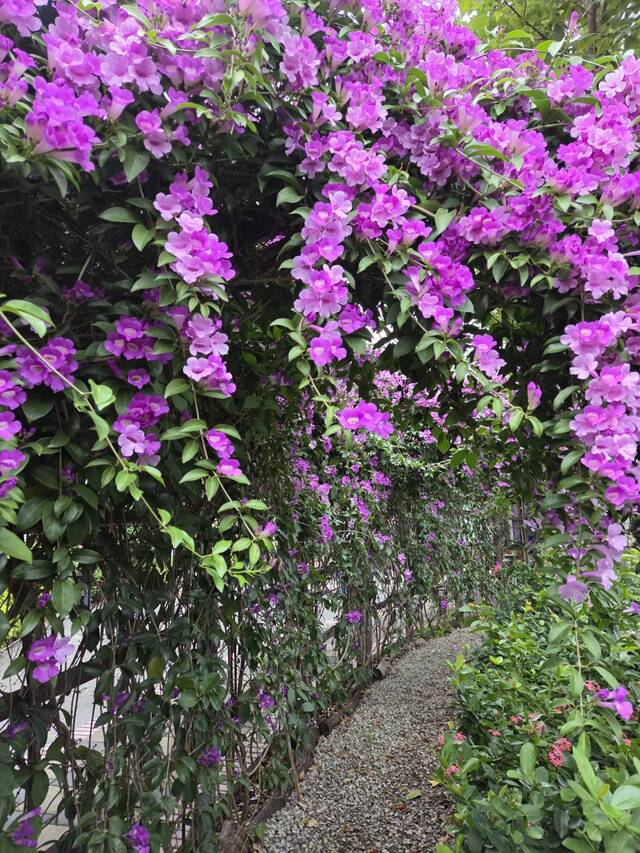 2025年11月19日蒜香藤花況