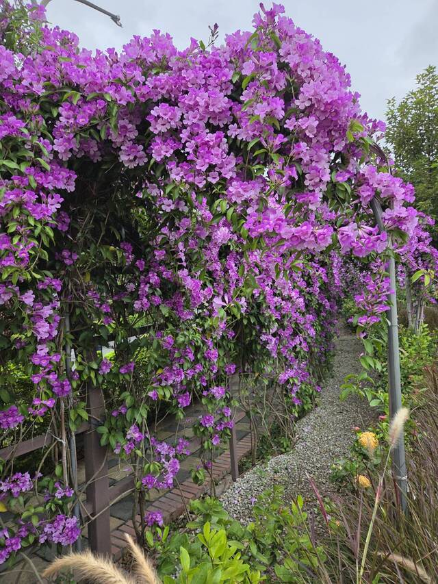 2025年11月19日蒜香藤花況