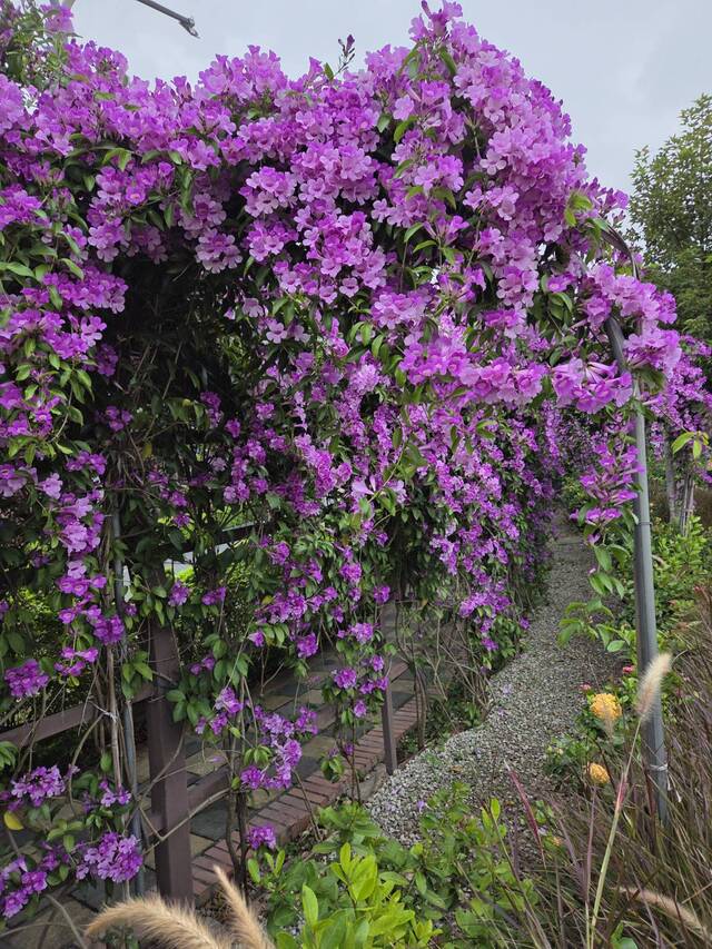 2025年11月19日蒜香藤花況