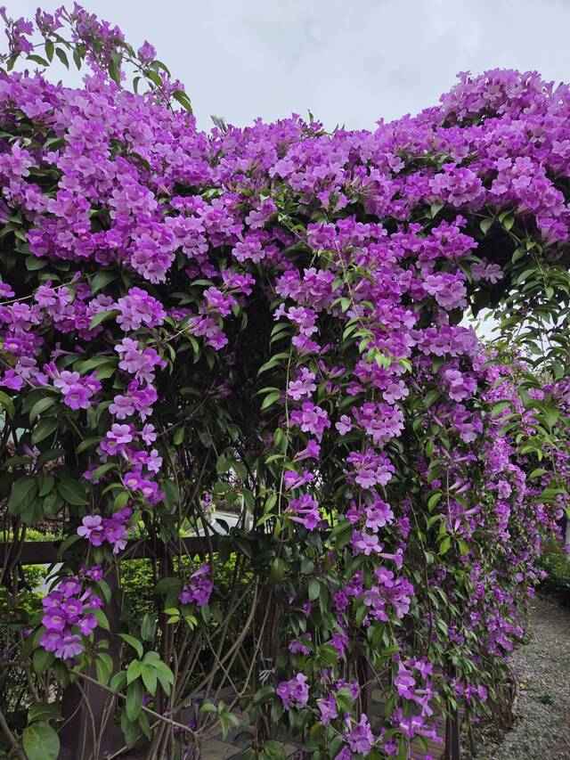 2025年11月19日蒜香藤花況