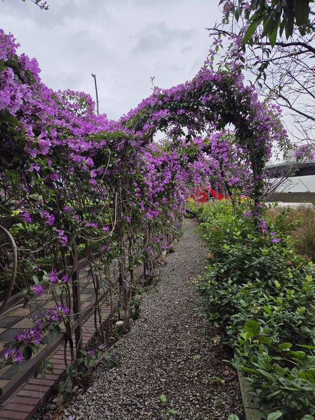 2025年11月19日蒜香藤花況