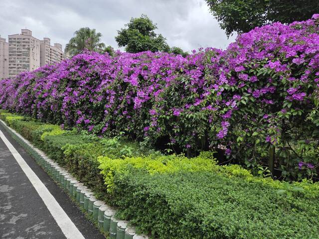 2025年11月19日蒜香藤花況