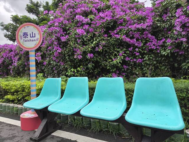 2025年11月19日蒜香藤花況