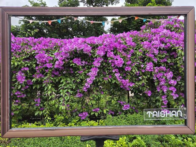 2025年11月19日蒜香藤花況