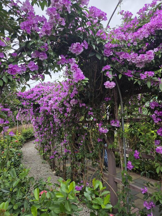 2025年11月20日蒜香藤花況