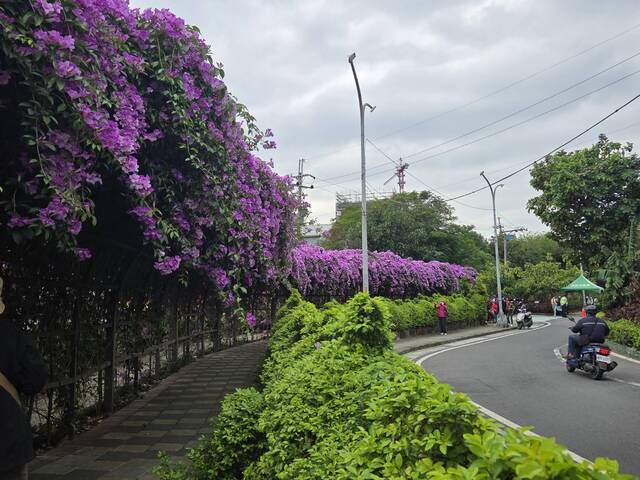 2025年11月20日蒜香藤花況