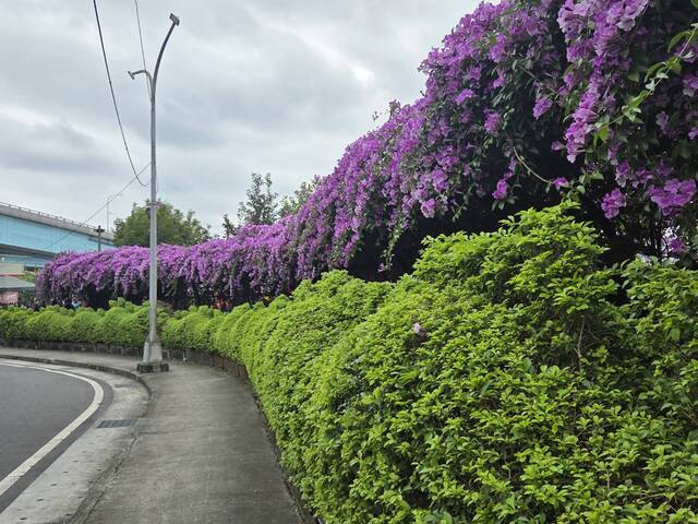 2025年11月20日蒜香藤花況
