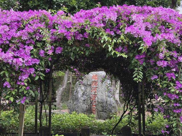 2025年11月20日蒜香藤花況