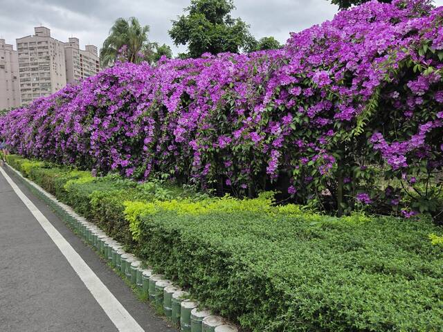 2025年11月20日蒜香藤花況