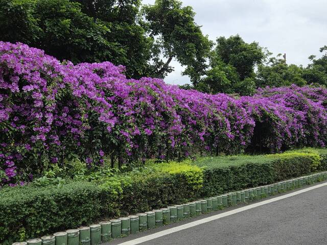2025年11月20日蒜香藤花況