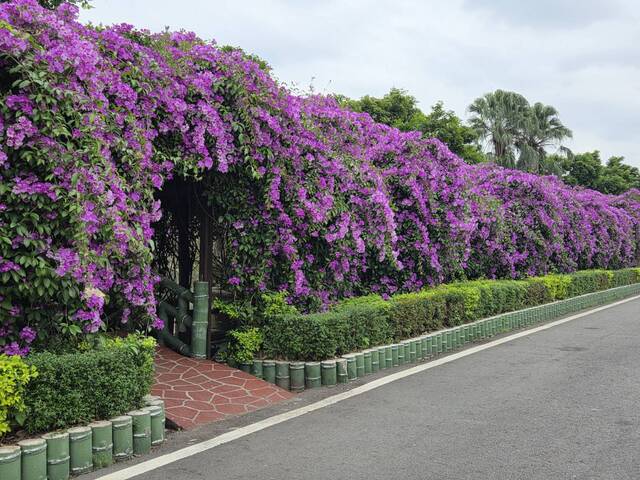 2025年11月20日蒜香藤花況