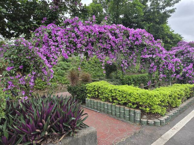 2025年11月20日蒜香藤花況