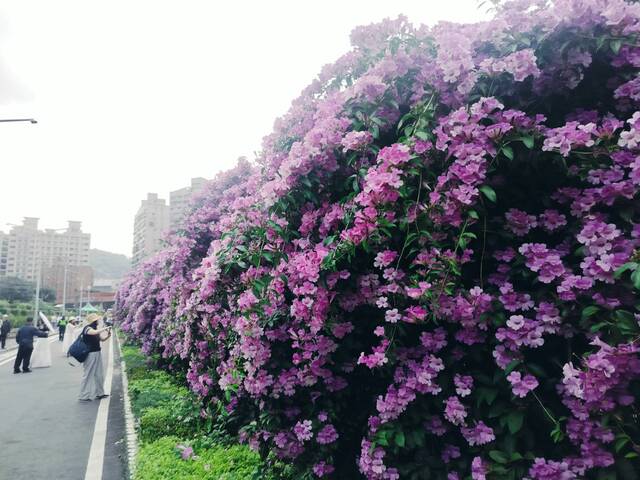 2025年11月21日蒜香藤花況