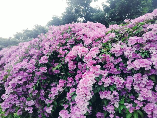 2025年11月21日蒜香藤花況