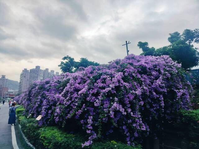 2025年11月21日蒜香藤花況