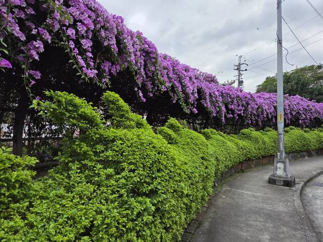 2025年11月21日蒜香藤花況