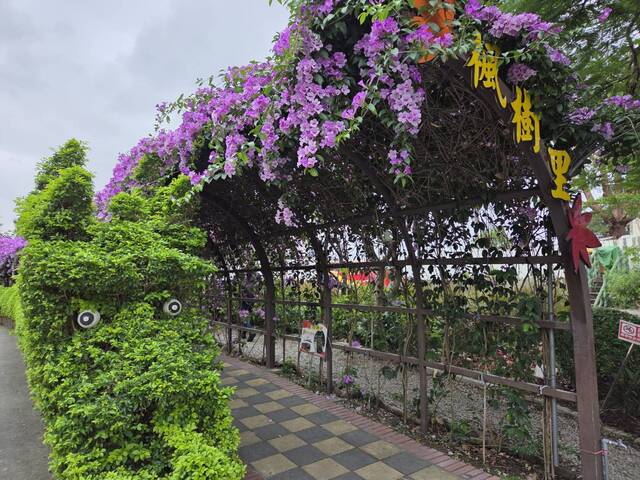 2025年11月21日蒜香藤花況