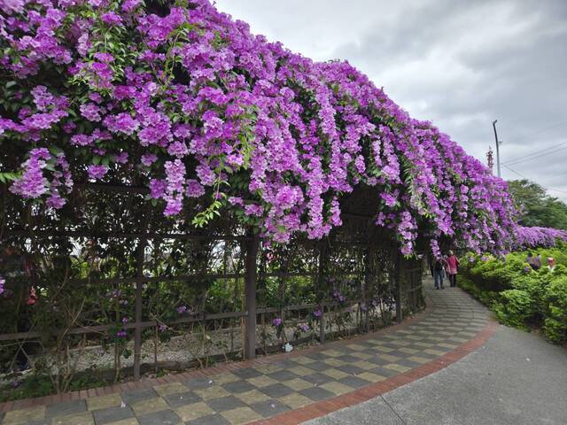 2025年11月21日蒜香藤花況