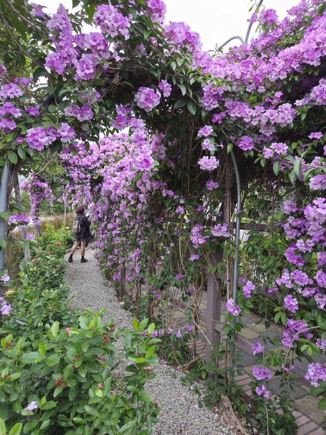 2025年11月21日蒜香藤花況