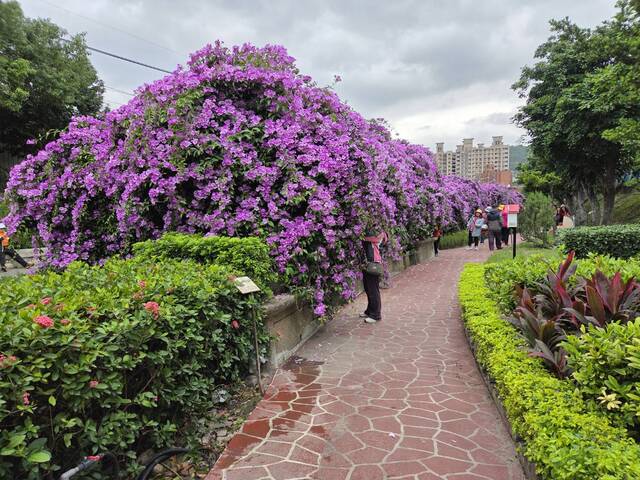 2025年11月21日蒜香藤花況