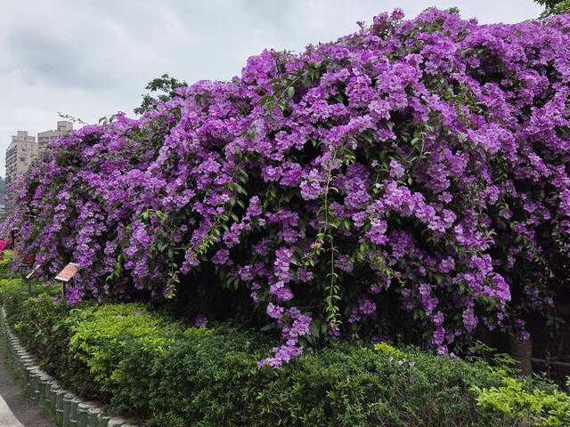 2025年11月21日蒜香藤花況