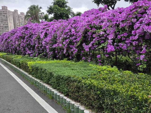 2025年11月21日蒜香藤花況